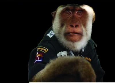 یک میمون پلیس شد